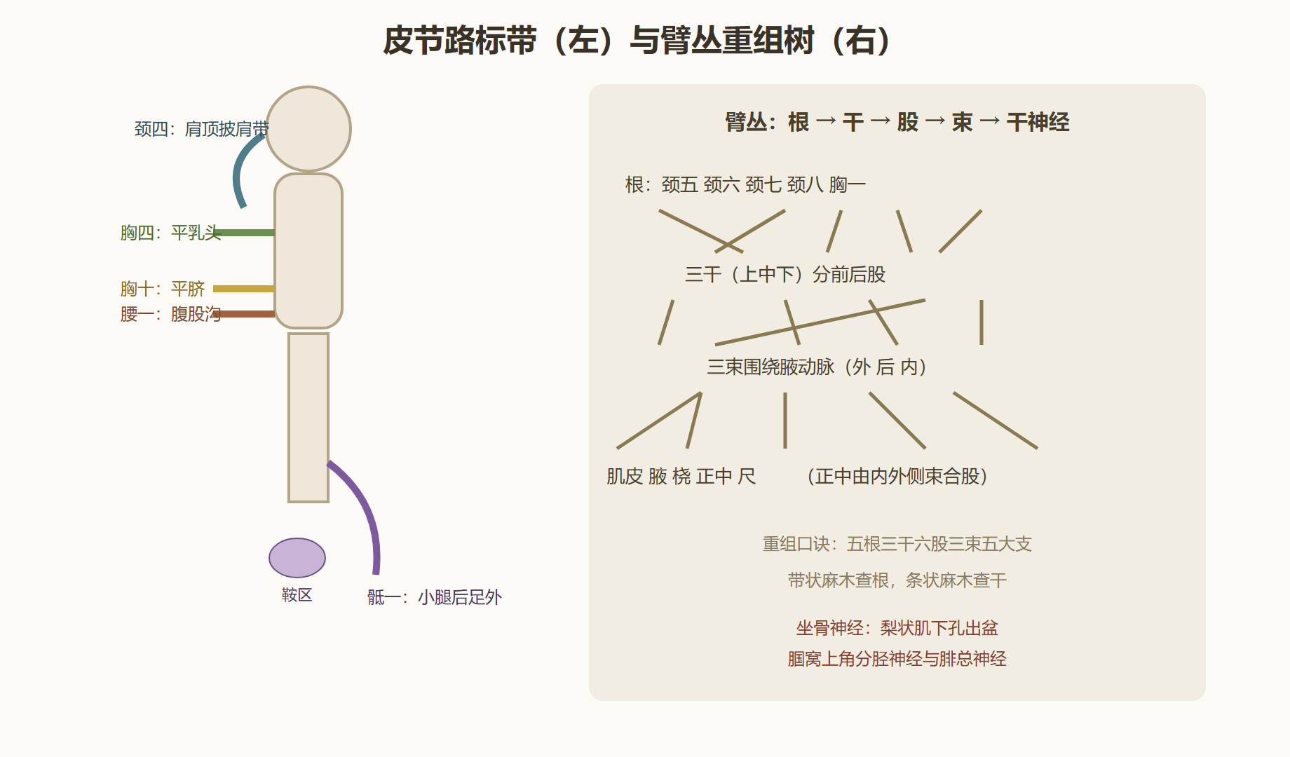 图 6-1:皮节路标带与臂丛重组