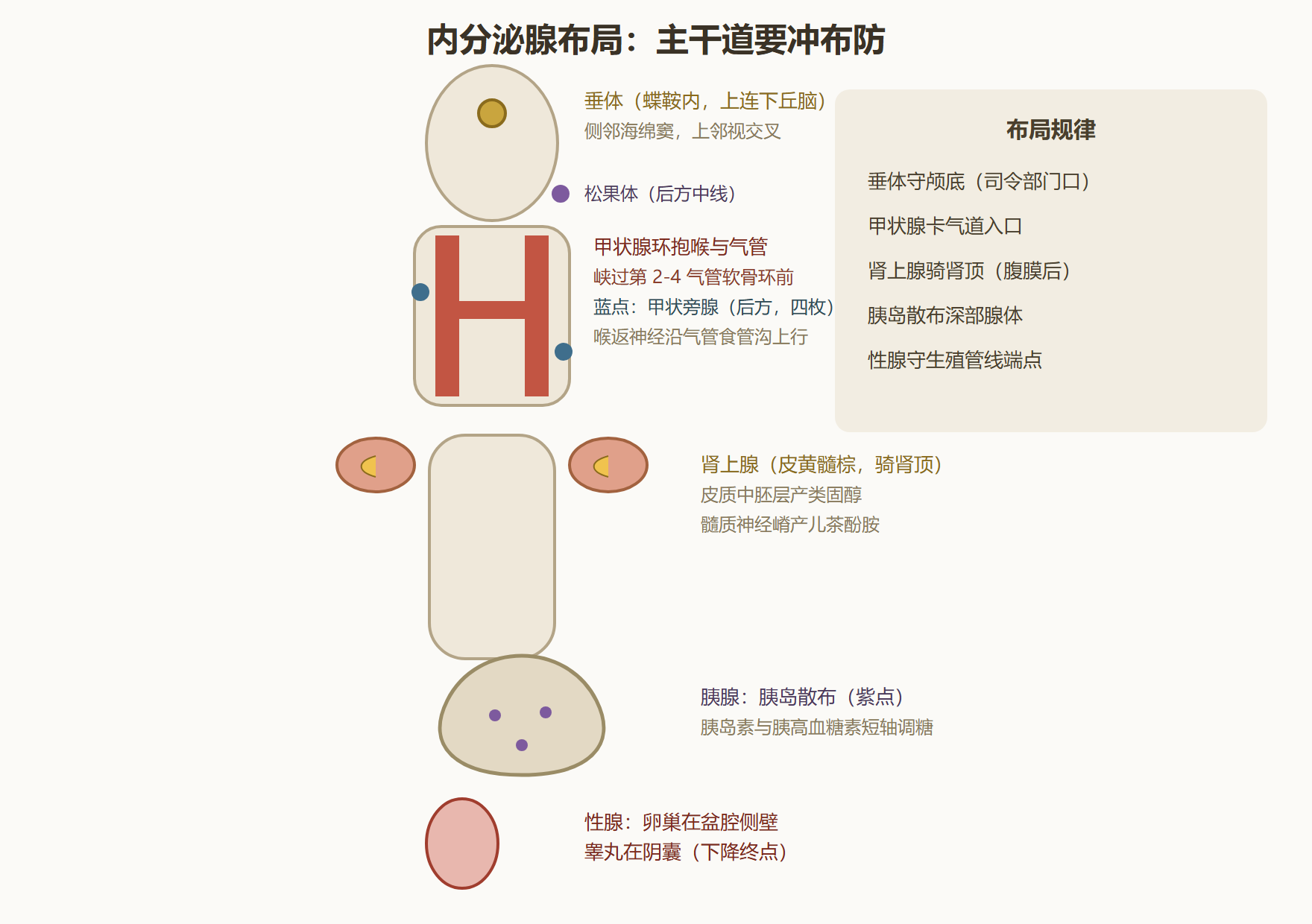 图 7-1：内分泌腺体布局（前面观）