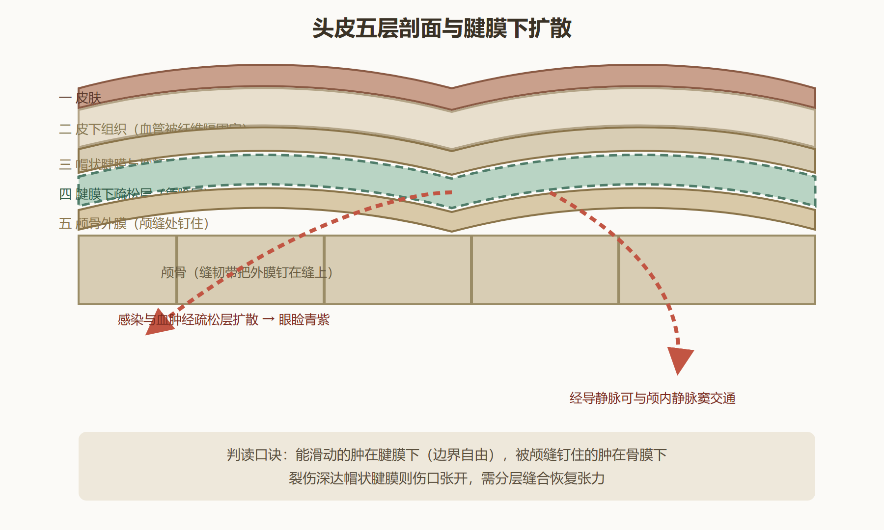 图 8-1：头皮五层与危险区扩散路径