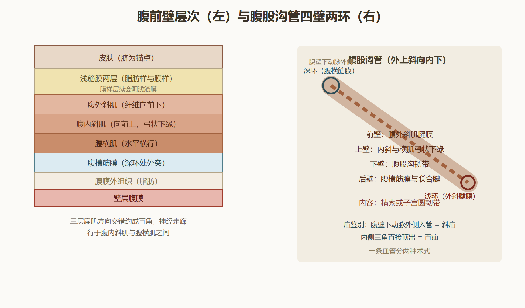 图 8-2：腹前壁层次与腹股沟管四壁