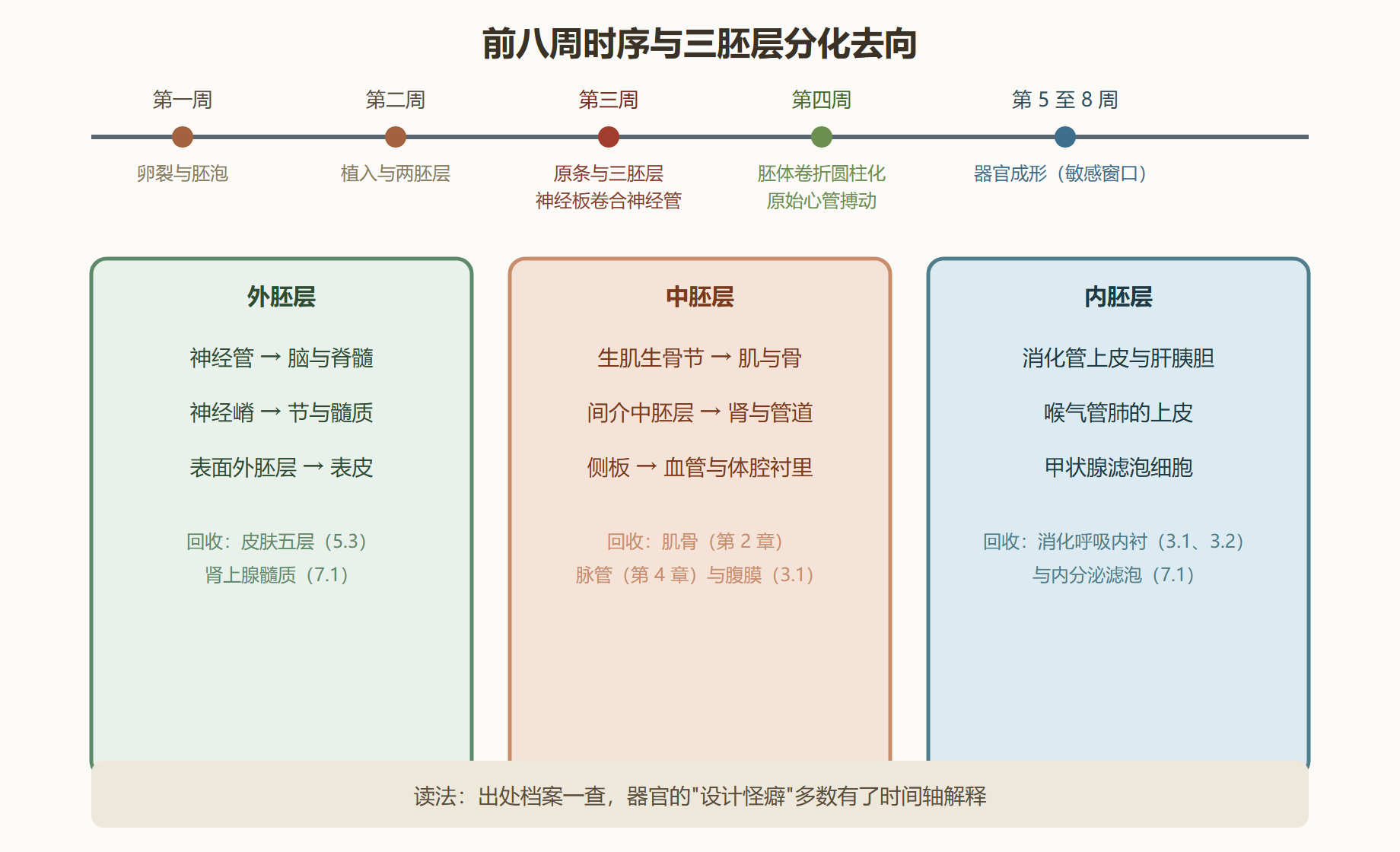 图 9-1:胚胎时序与三胚层分化图志