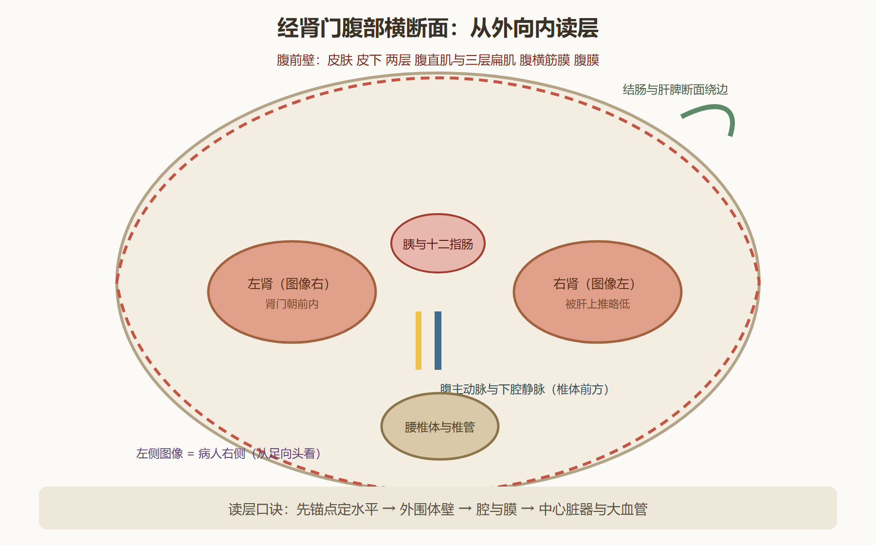 图 9-2：经肾门腹部横断面层次对照