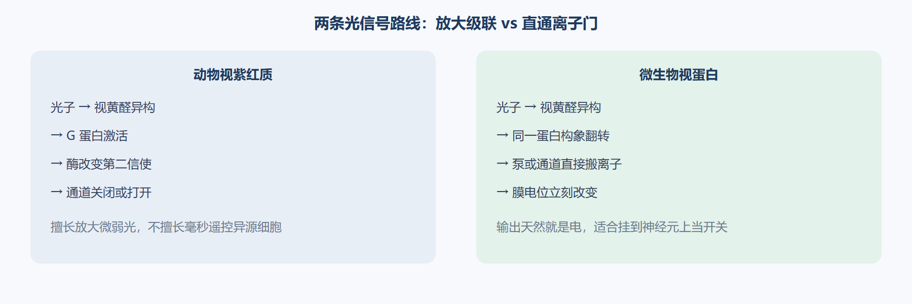 图 动物视觉级联与微生物直通通道