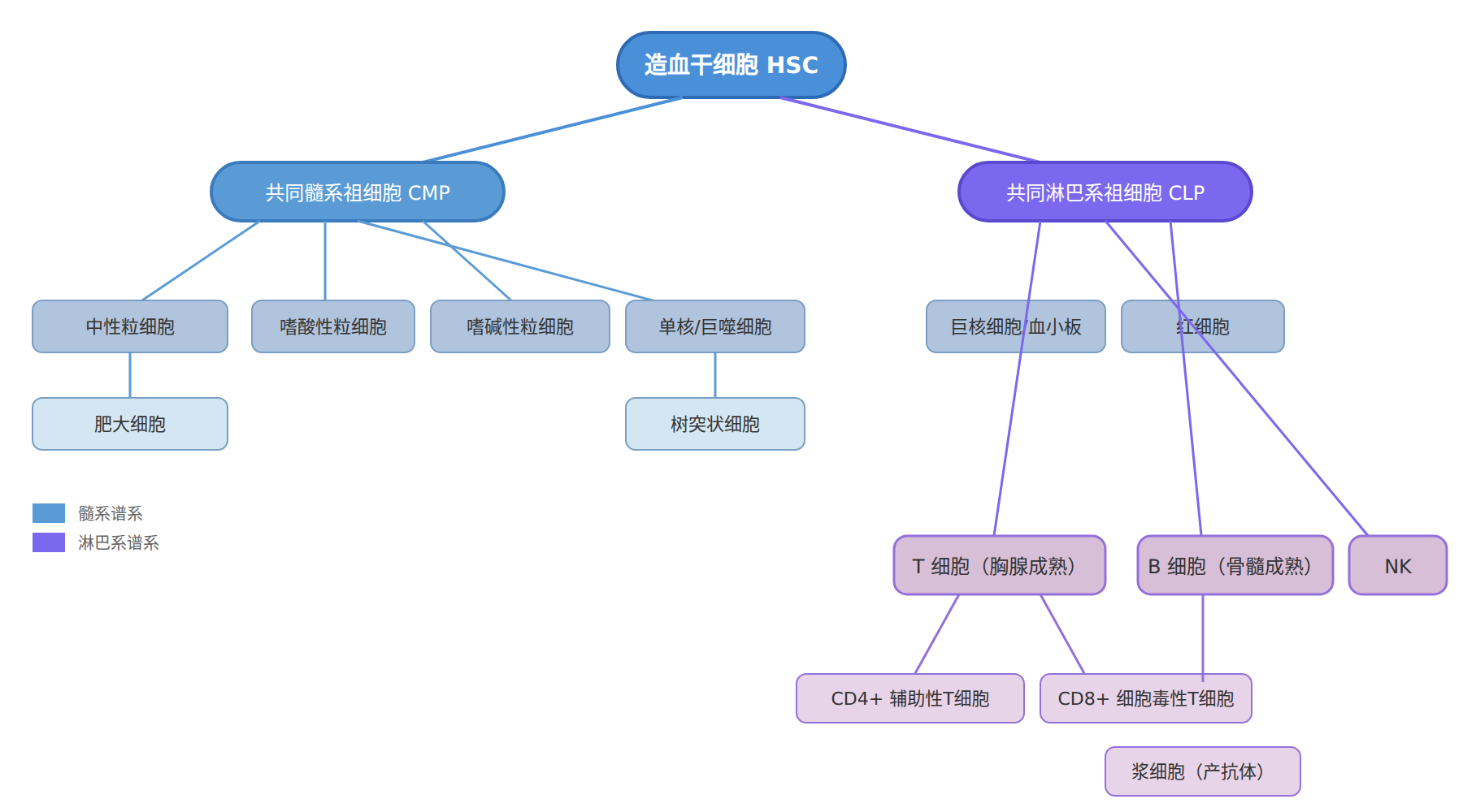 造血干细胞分化谱系