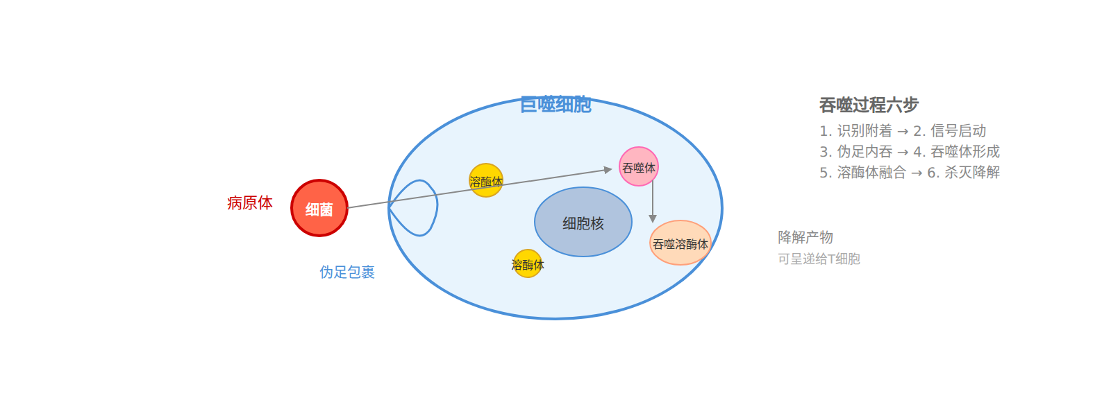 图：吞噬过程示意