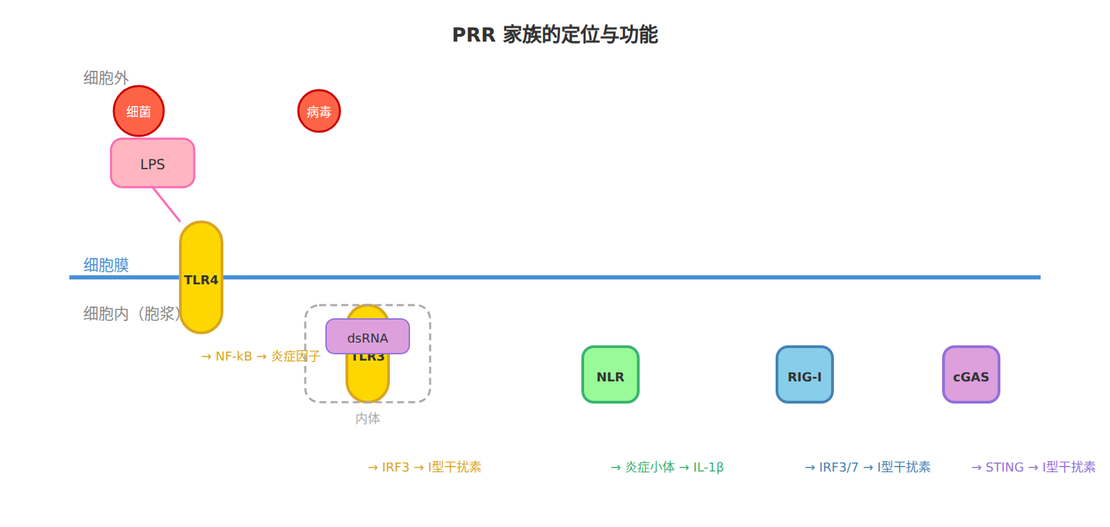 TLR 识别系统的示意图