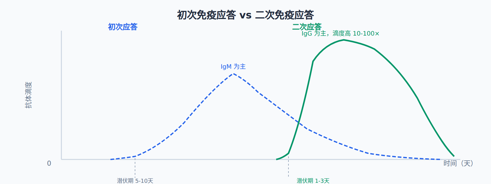 记忆 B 细胞的特殊之处
