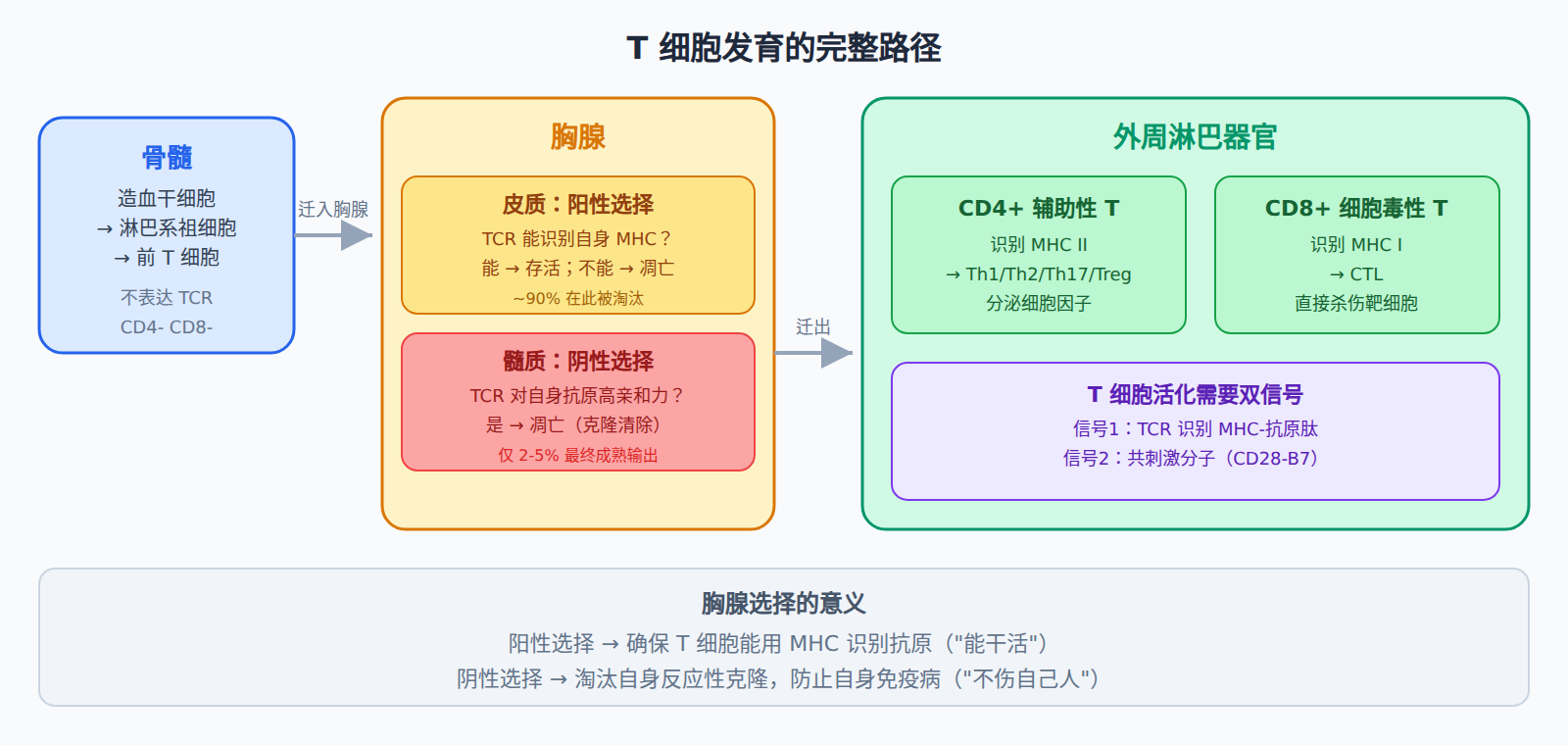 T 细胞的生命旅程