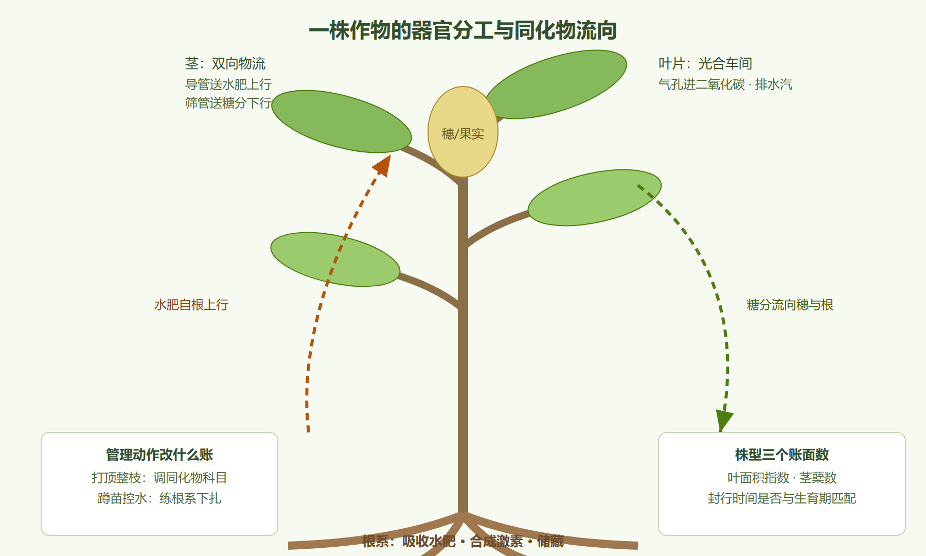 图:作物器官分工与同化物流向标注
