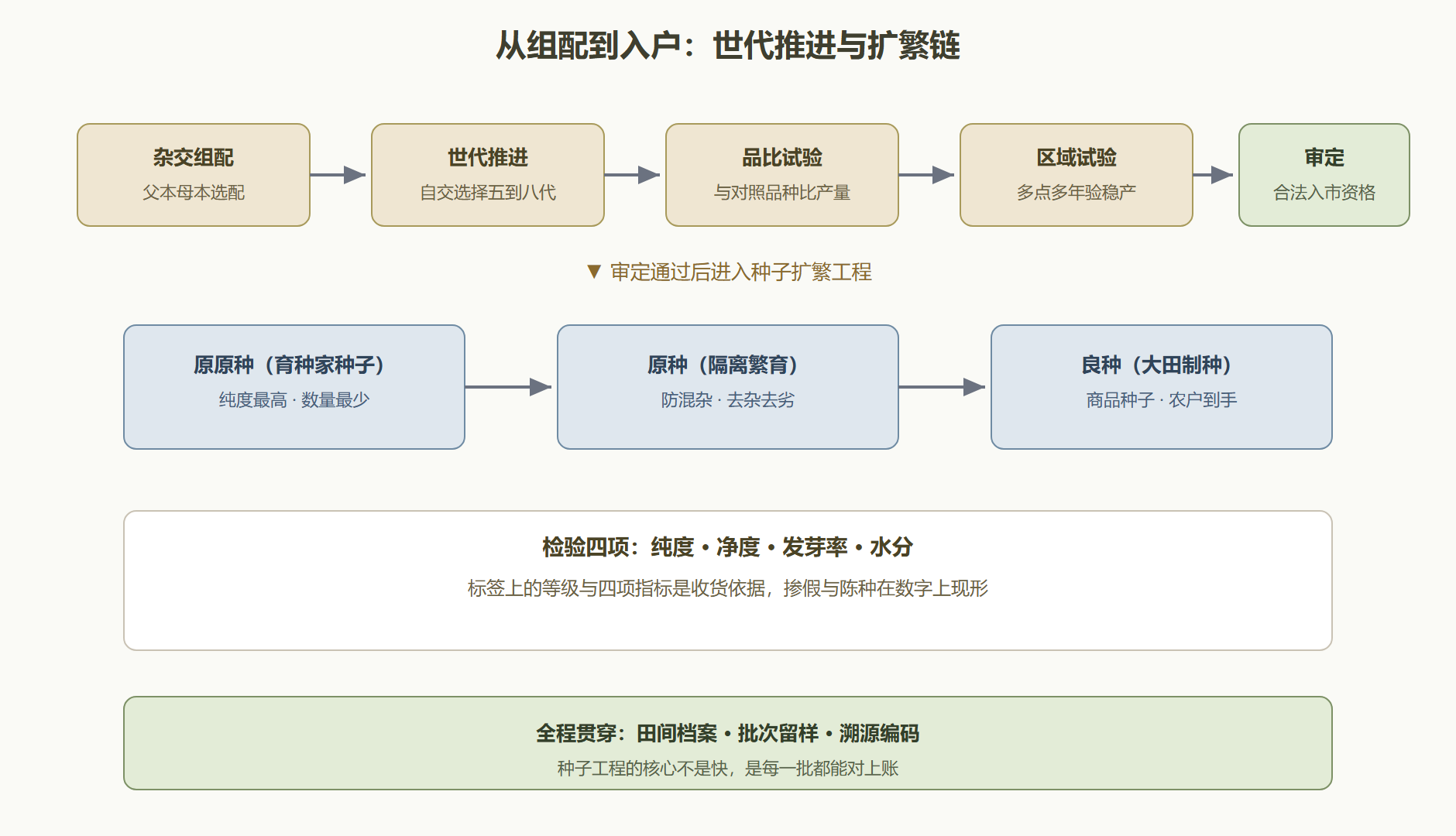 图:常规育种世代推进与种子扩繁链