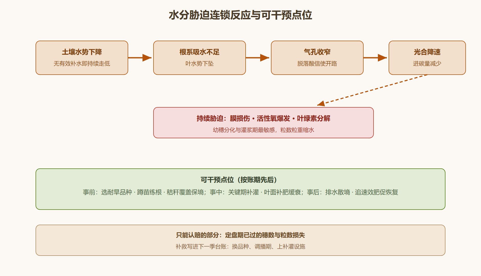 图:水分胁迫的体内连锁与干预点位