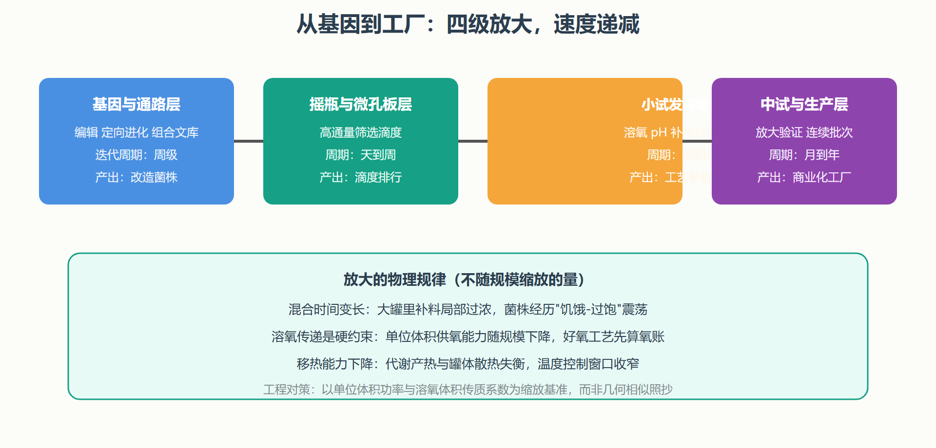 图：微生物工厂的迭代层次与放大链条