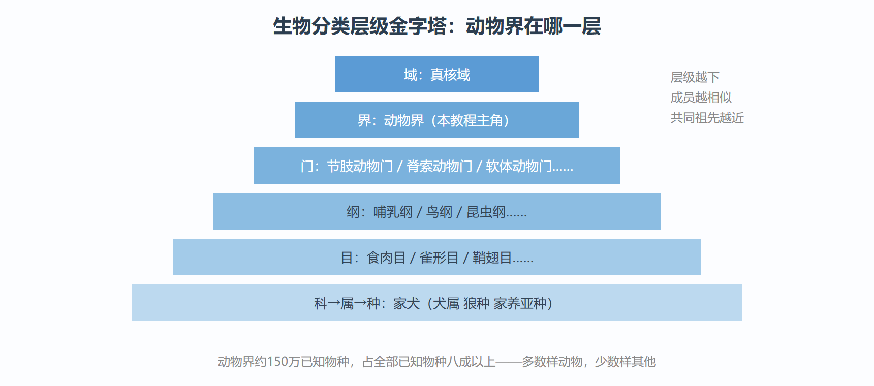 图：从域到物种的层级结构与动物界位置