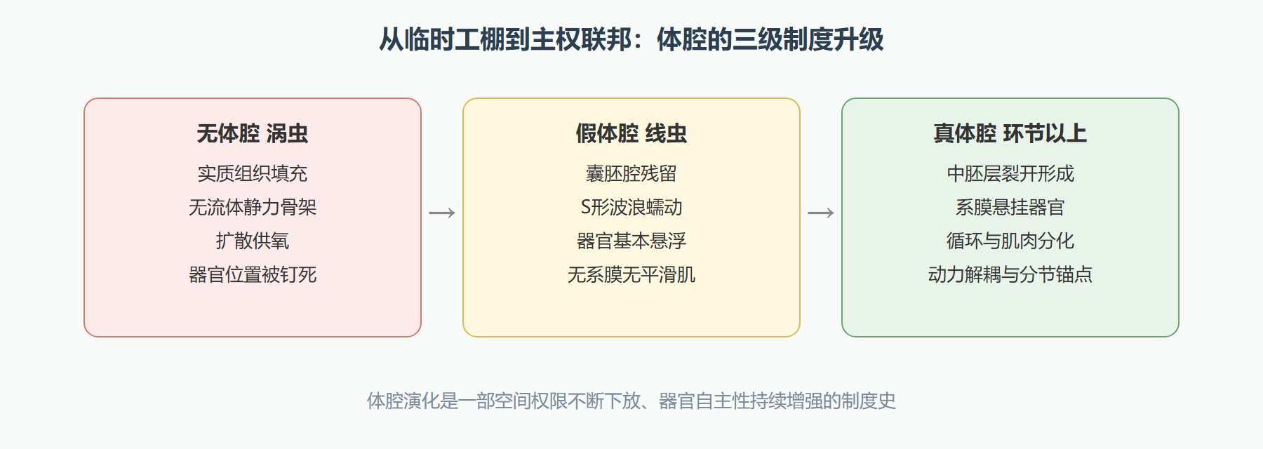 体腔演化的制度史：三级空间权限对照