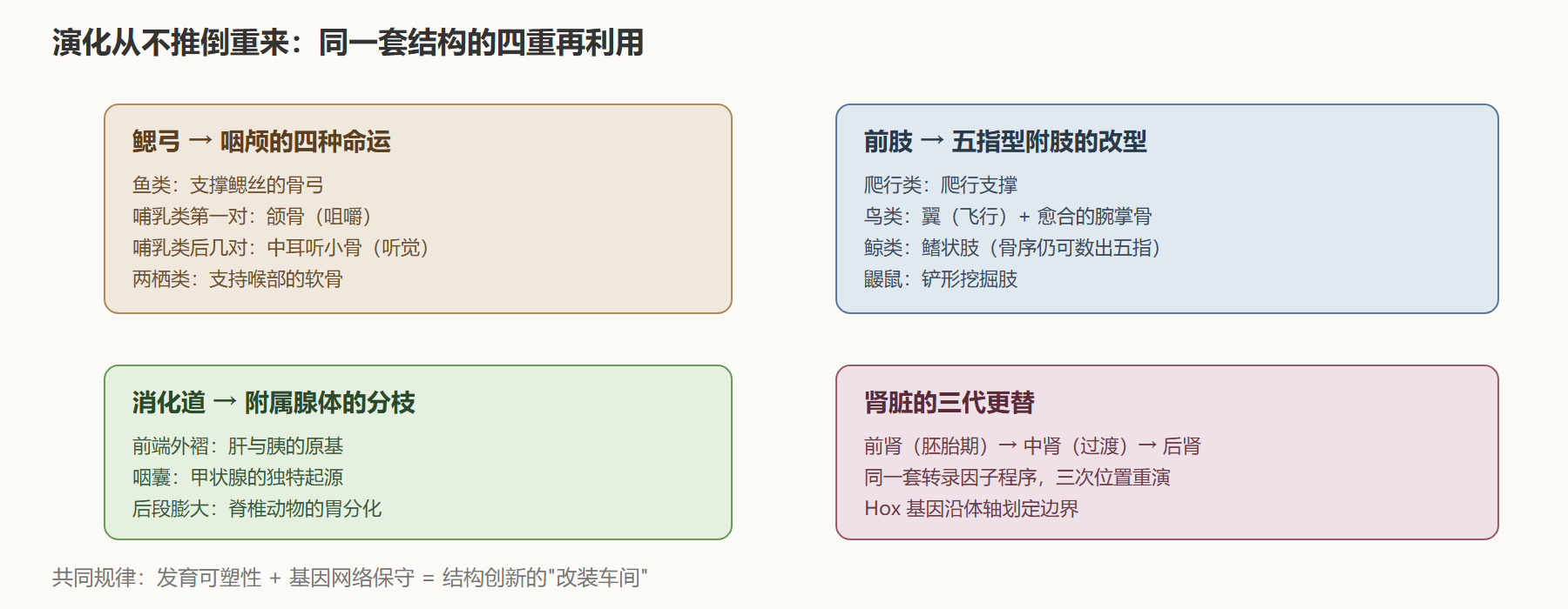 神经系统层级跃迁的解剖对照