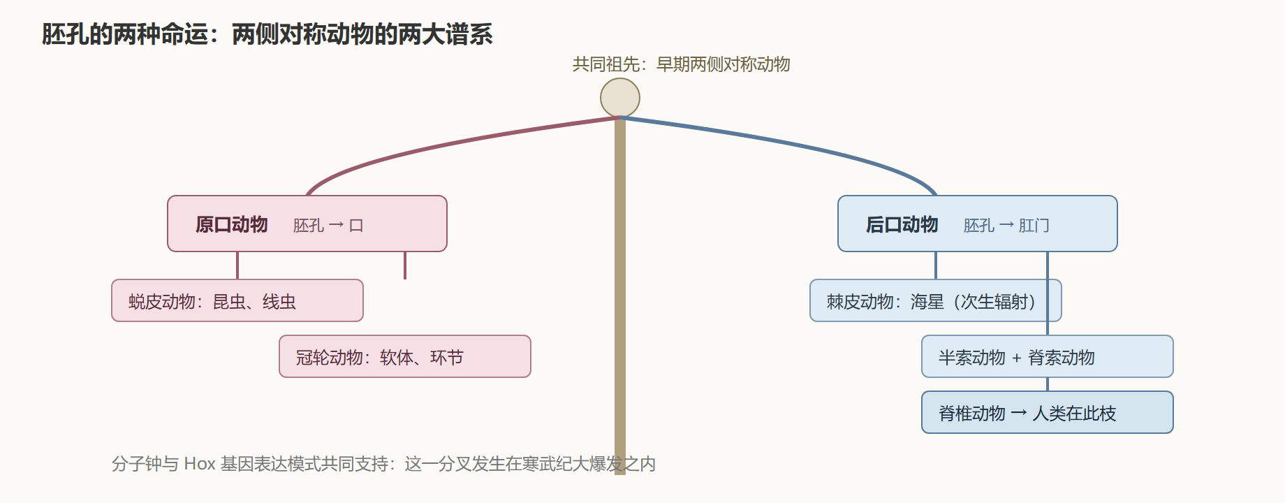 动物之树三大主干的发育协议对照