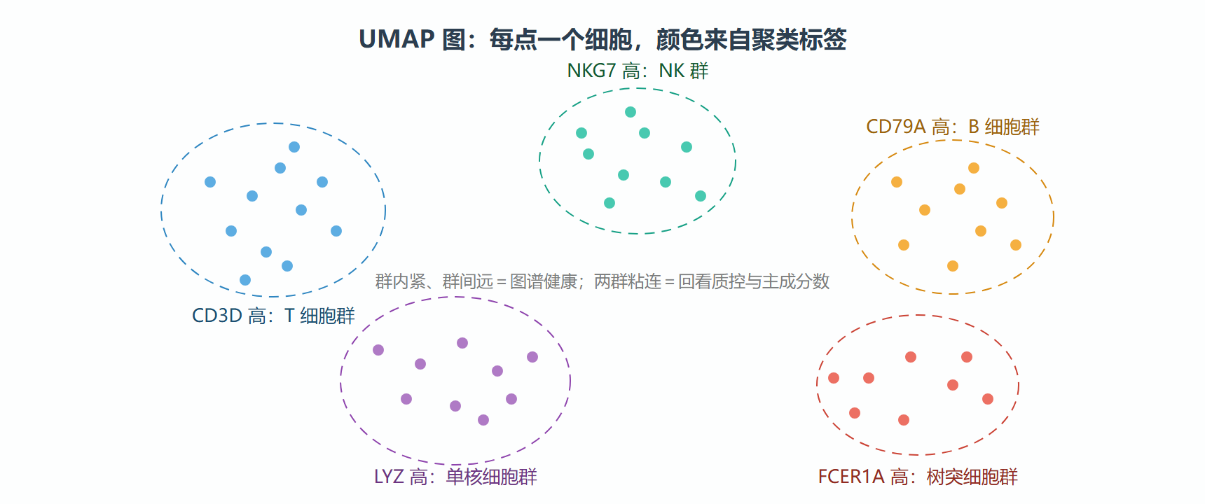 图：UMAP 上的聚类结构示意