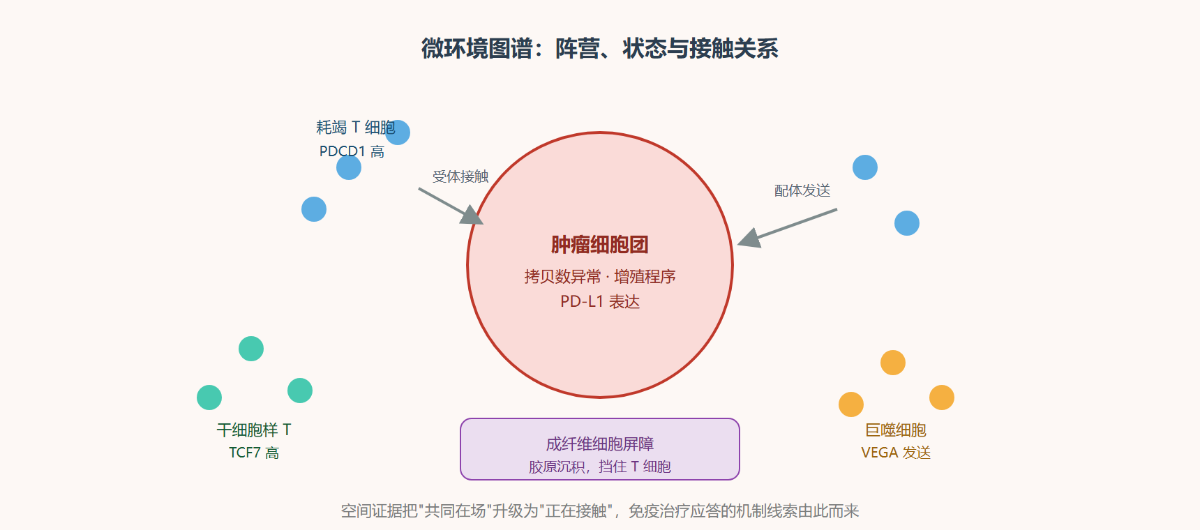 图：肿瘤微环境的阵营与接触面