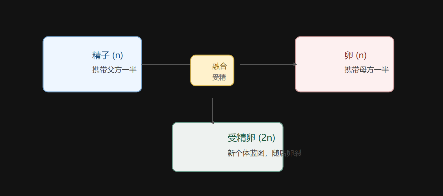 图 2-1 受精：两套单倍体合并为一套二倍体蓝图