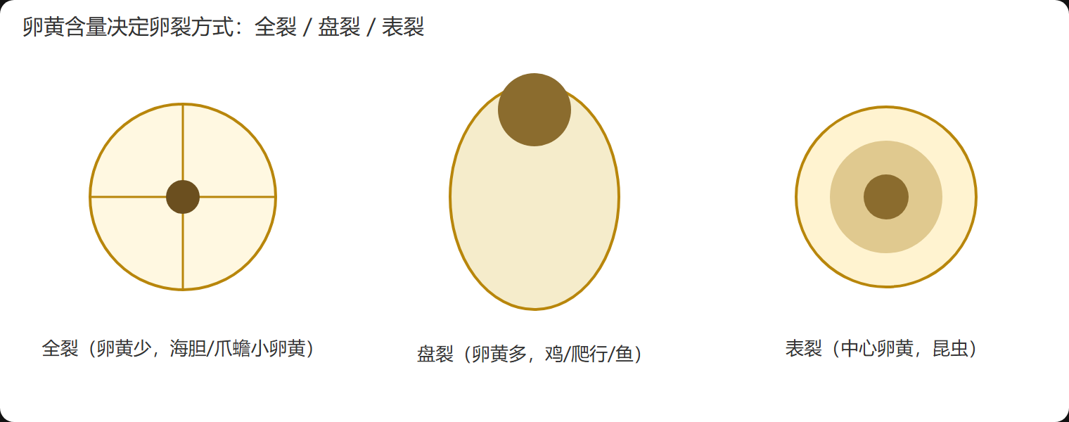 二、卵黄决定切法：全裂、盘裂与表裂