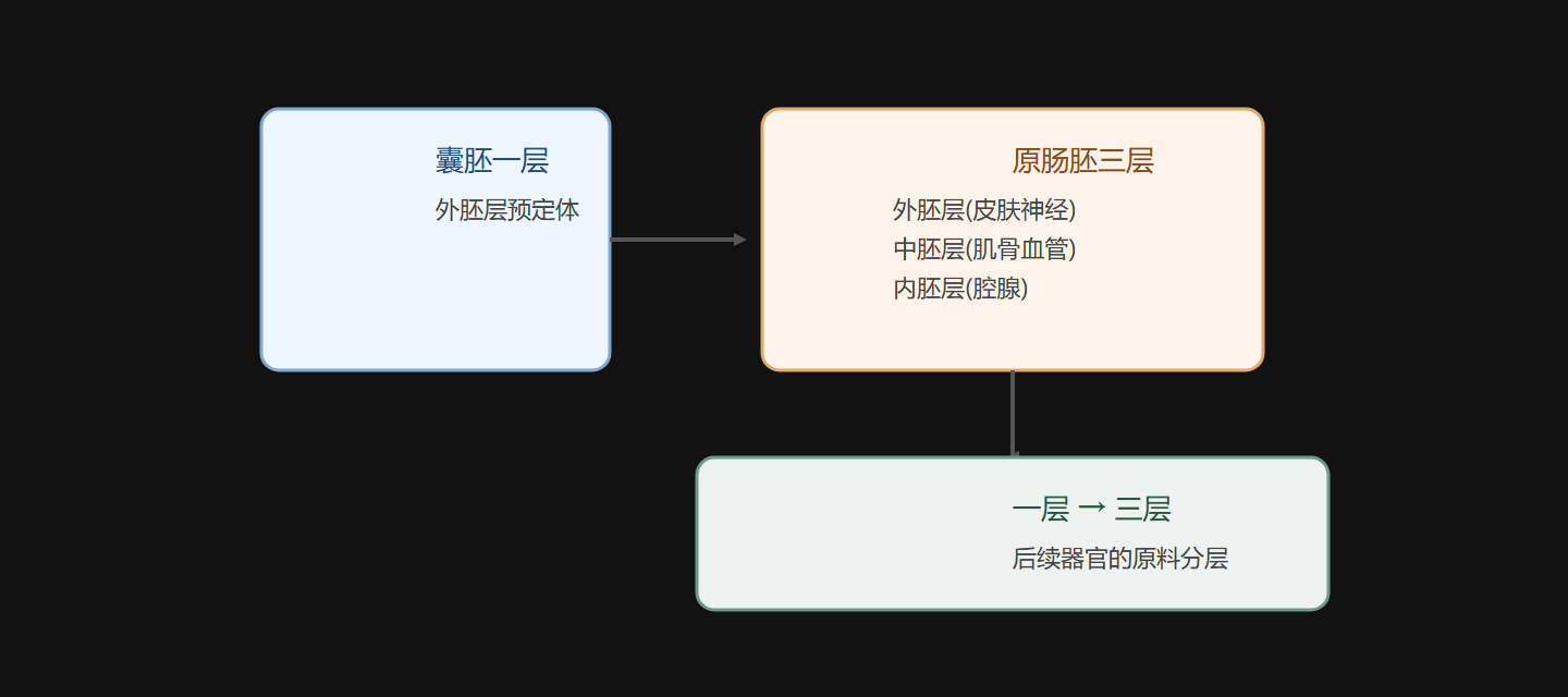 图 2-3 原肠胚:一层卷成三层