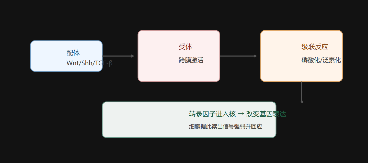 图 3-1 信号通路:配体 → 受体 → 级联 → 转录