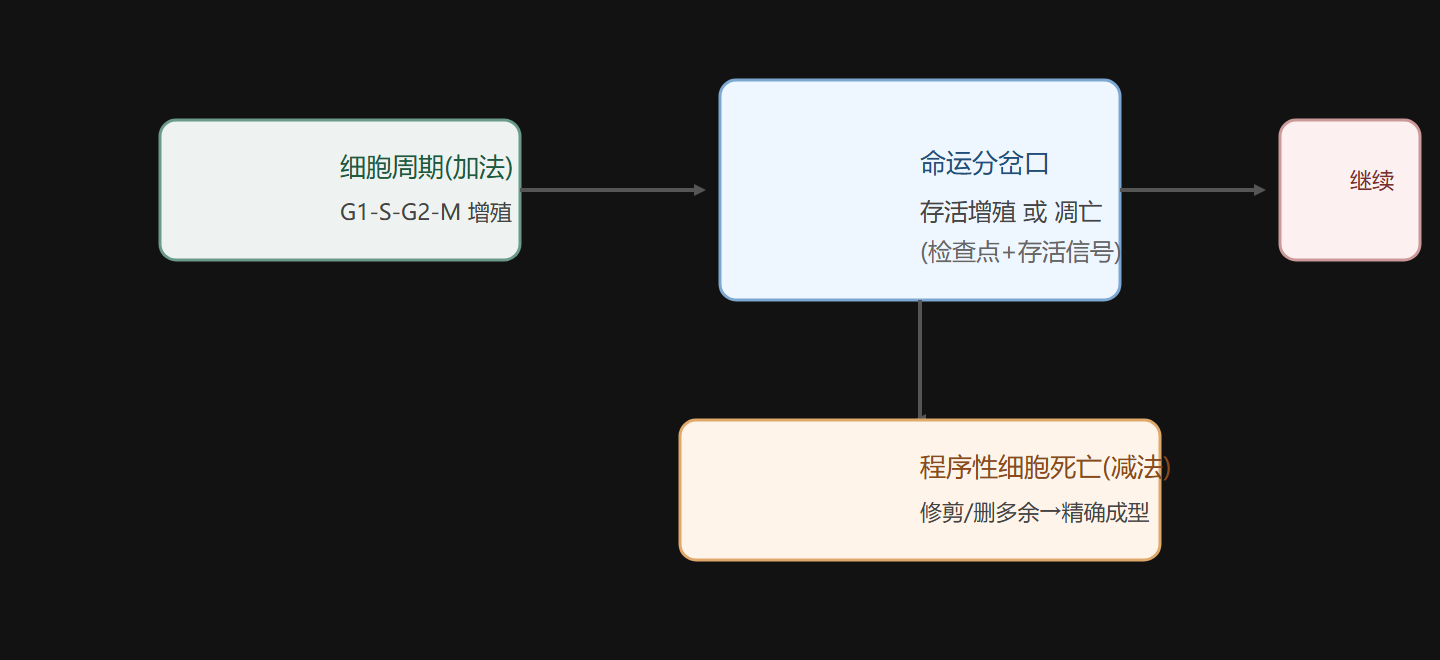 图 3-5 细胞的加法与减法：周期推进 vs 凋亡清除