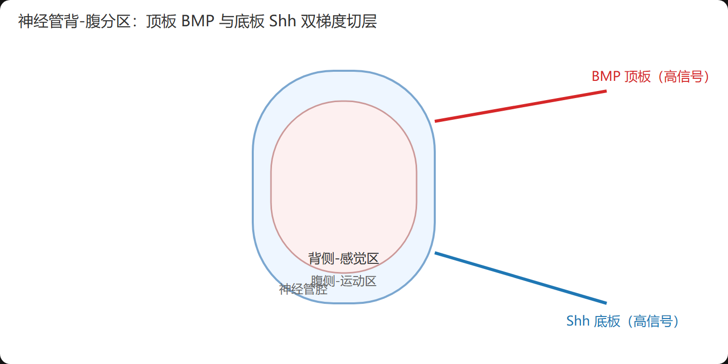 三、背腹分工：一根管里的"上下分家"