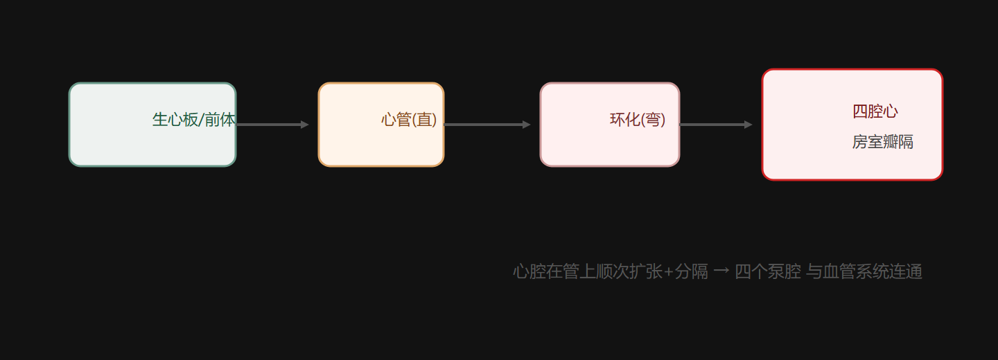 图 4-2 心脏成型：生心前体 → 直管 → 环化 → 四腔