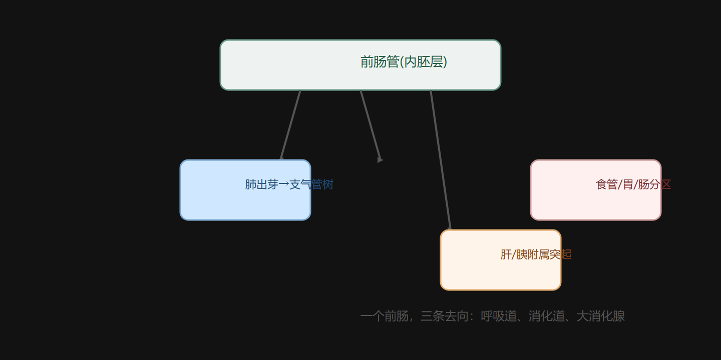 图 4-4 前肠原基：肺部出芽 + 肠管分区 + 肝胰附属
