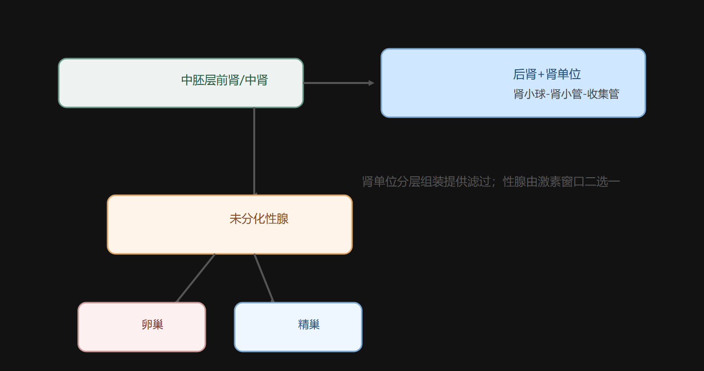 图 4-5 泌尿生殖：肾单位分级与性腺二元命运