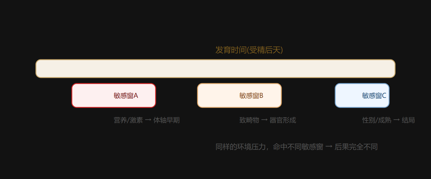图 5-3 发育敏感窗：环境在特定窗口切入胚胎程序