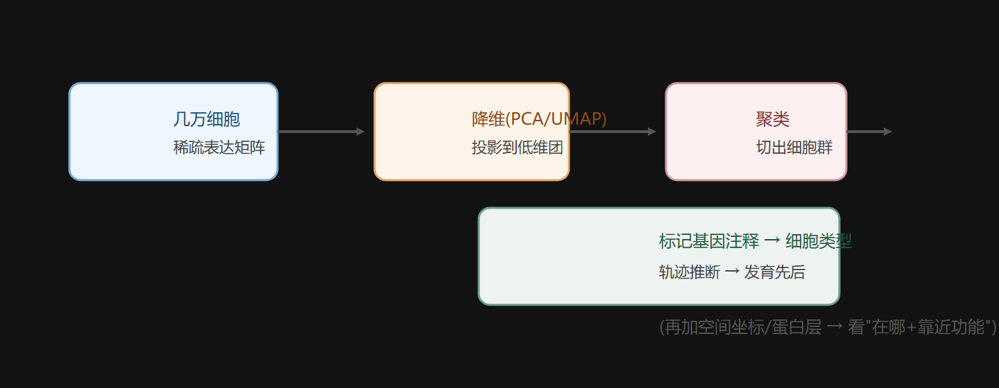 图 6-4 单细胞流水线:表达矩阵 → 降维 → 聚类 → 注释
