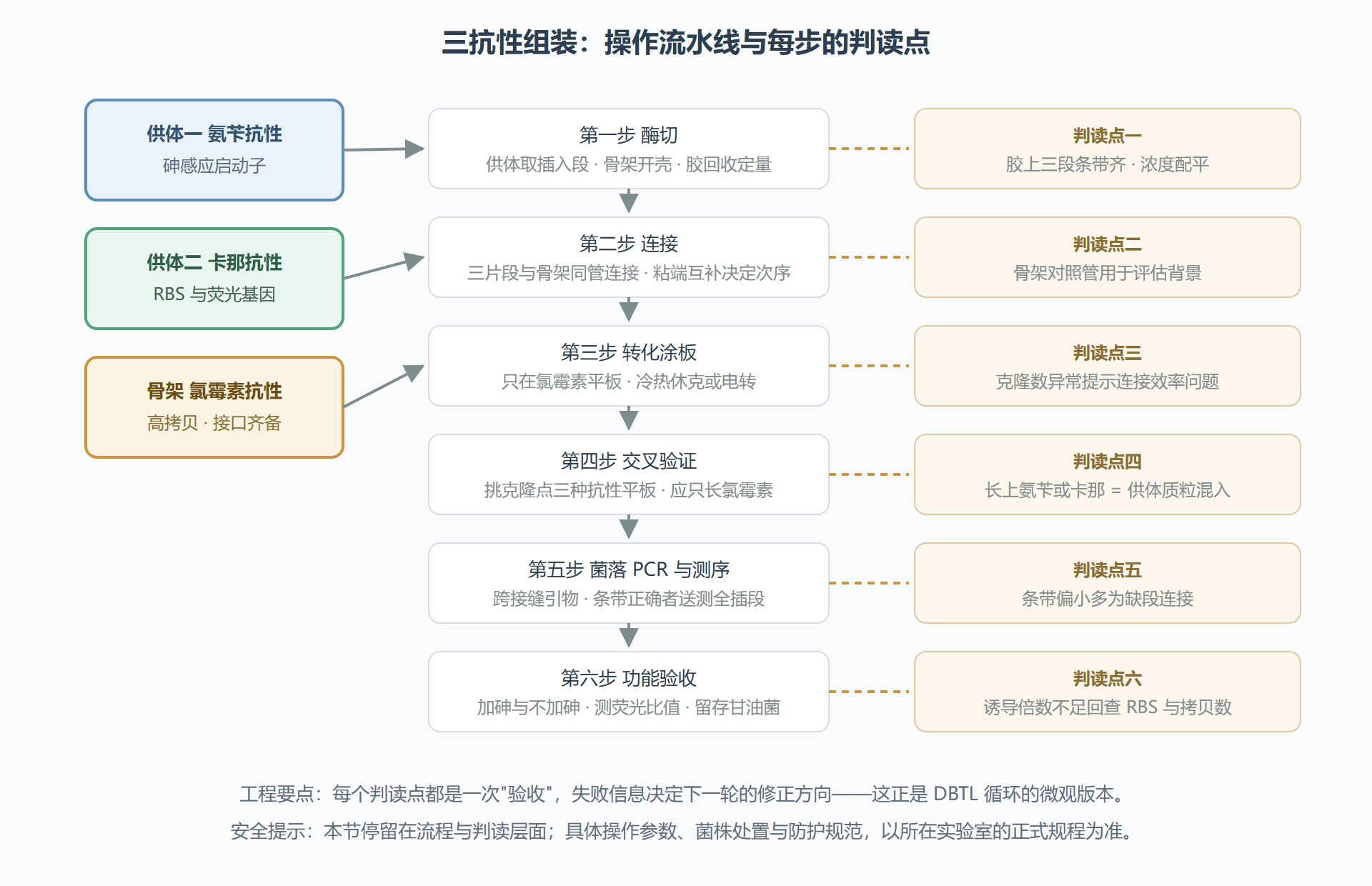 图 6 三抗性组装的操作流水线与判读点