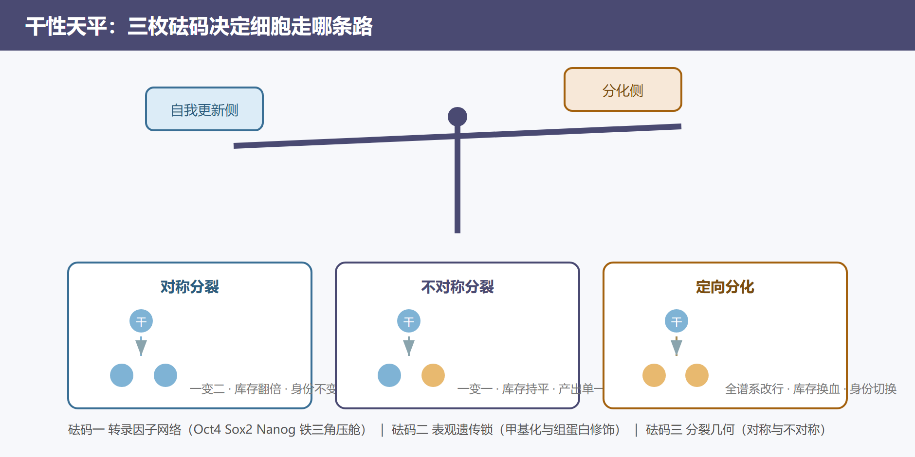 图 2-2 自我更新与分化的天平