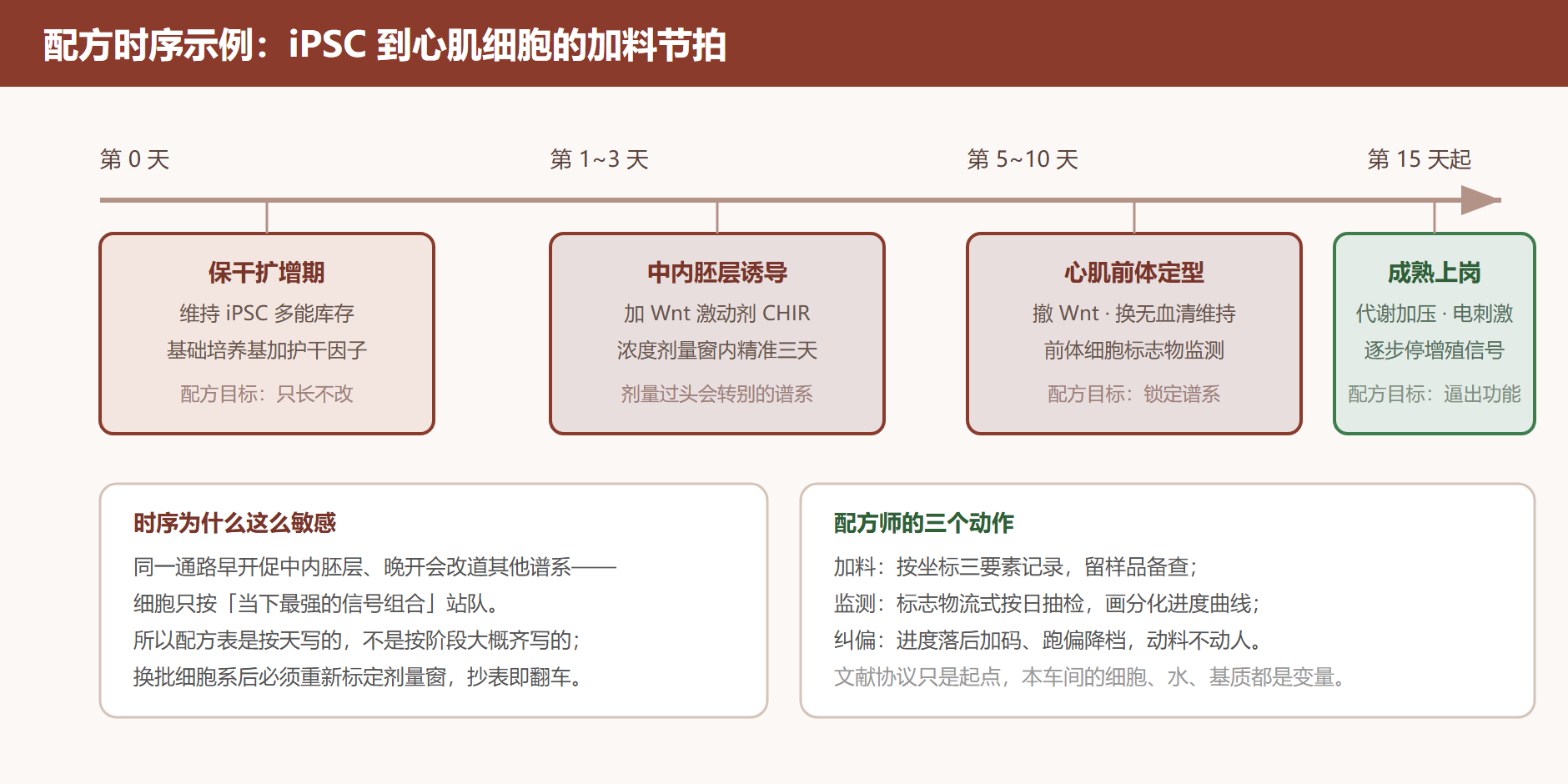 图 3-3 一份心肌分化配方的时序设计