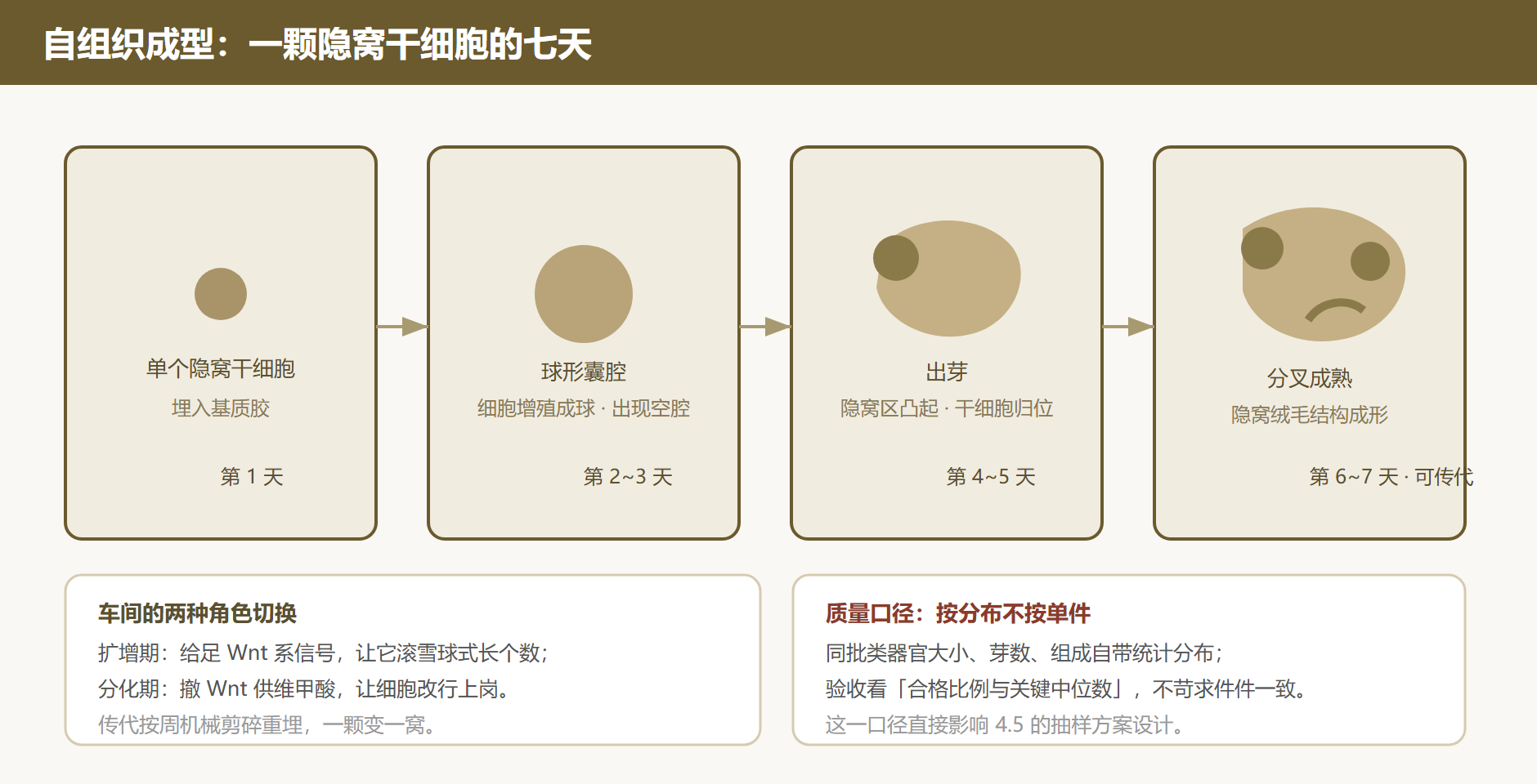 图 4-3 肠类器官自组织的四天进程