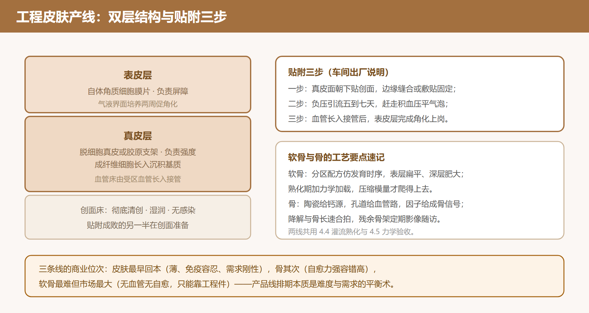 图 5-1 工程皮肤的双层结构与贴附工序