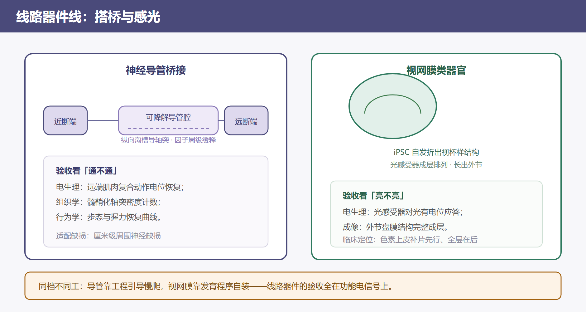 图 5-3 神经导管桥接与视网膜视杯两条产线