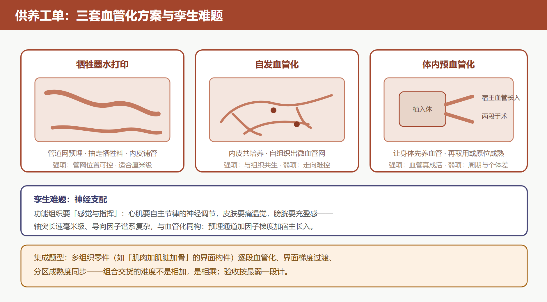 图 7-2 血管化三方案与神经支配同构