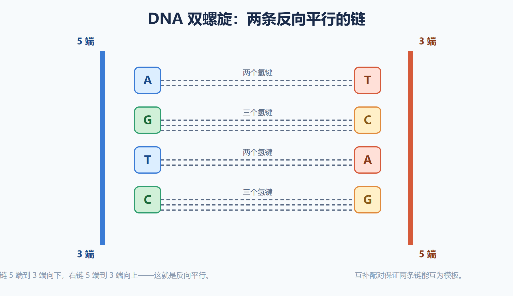 图 DNA 双螺旋结构
