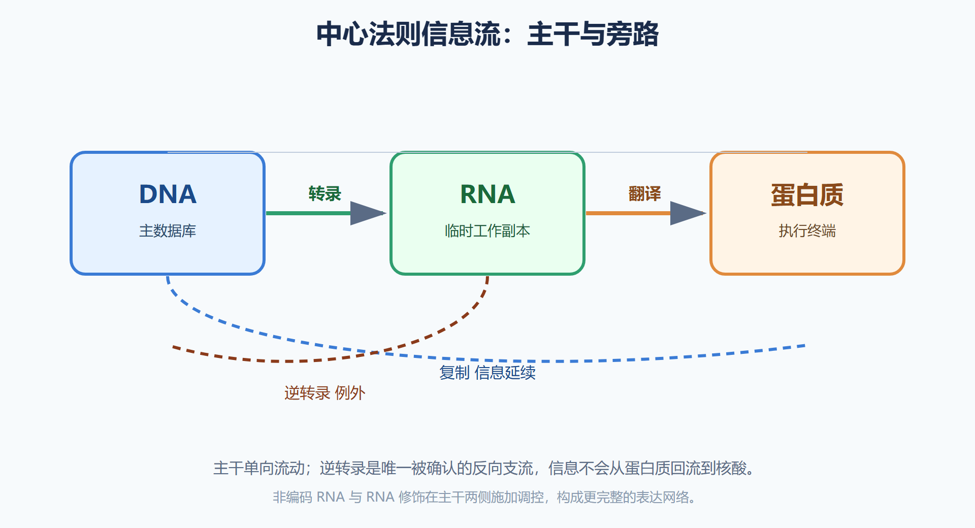 图 中心法则信息流