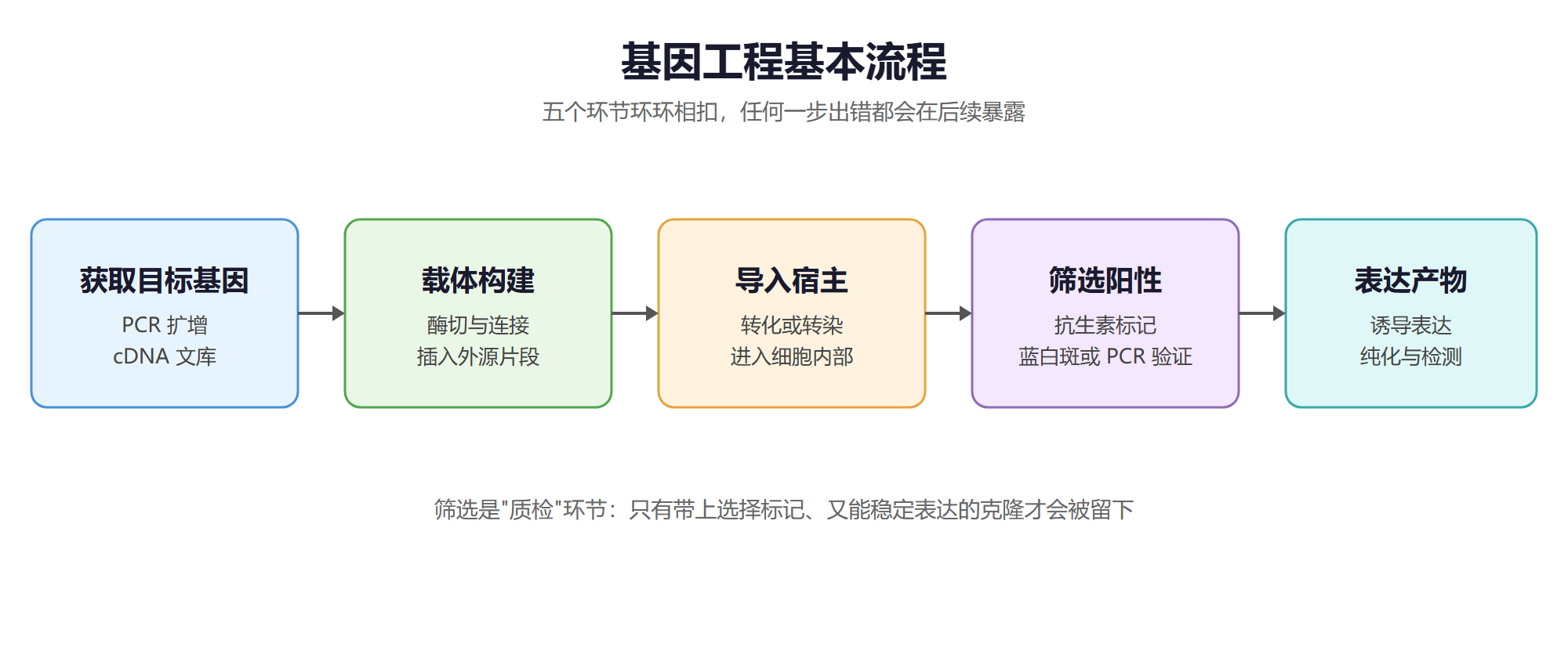基因工程基本流程