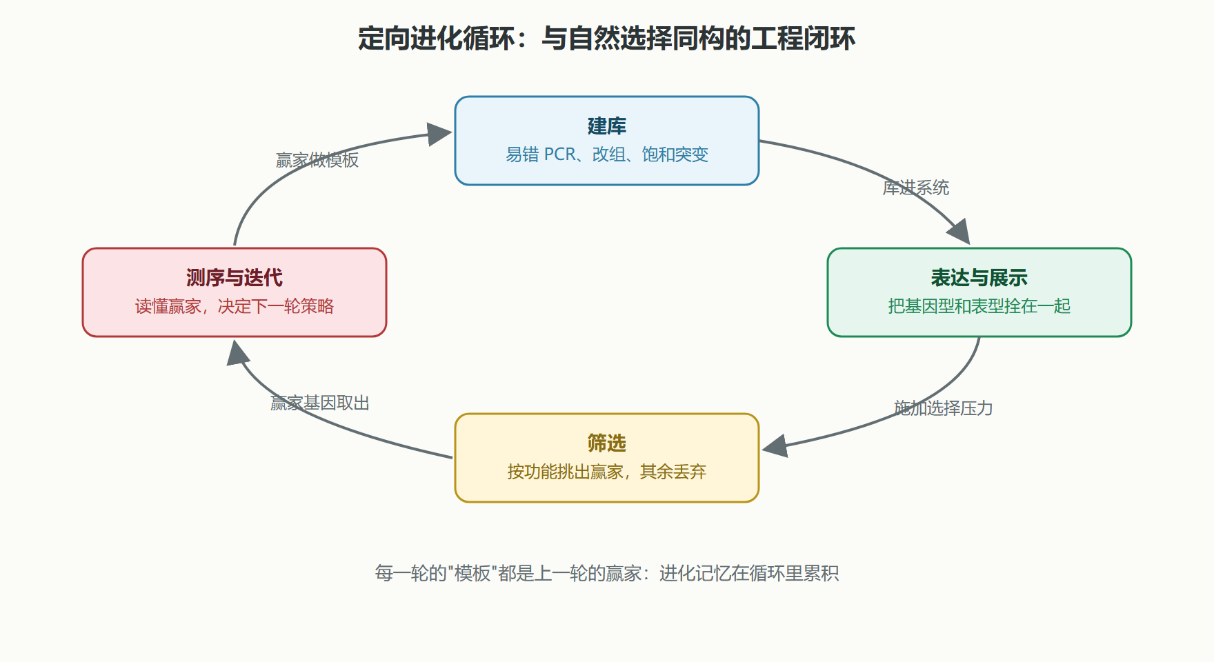 图：定向进化循环——变异、筛选、扩增的闭环