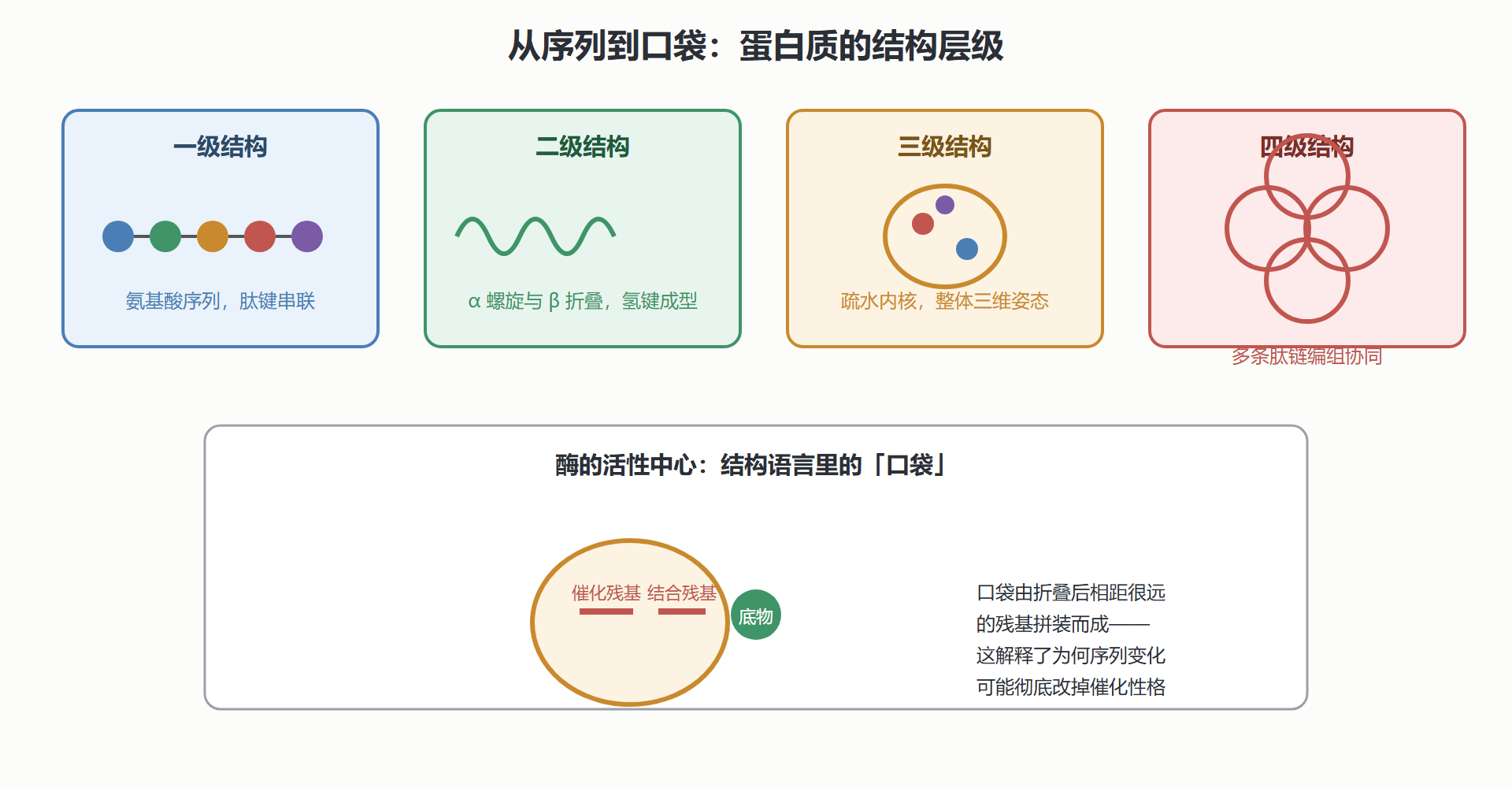 图 2-1 蛋白质结构层级与酶活性中心