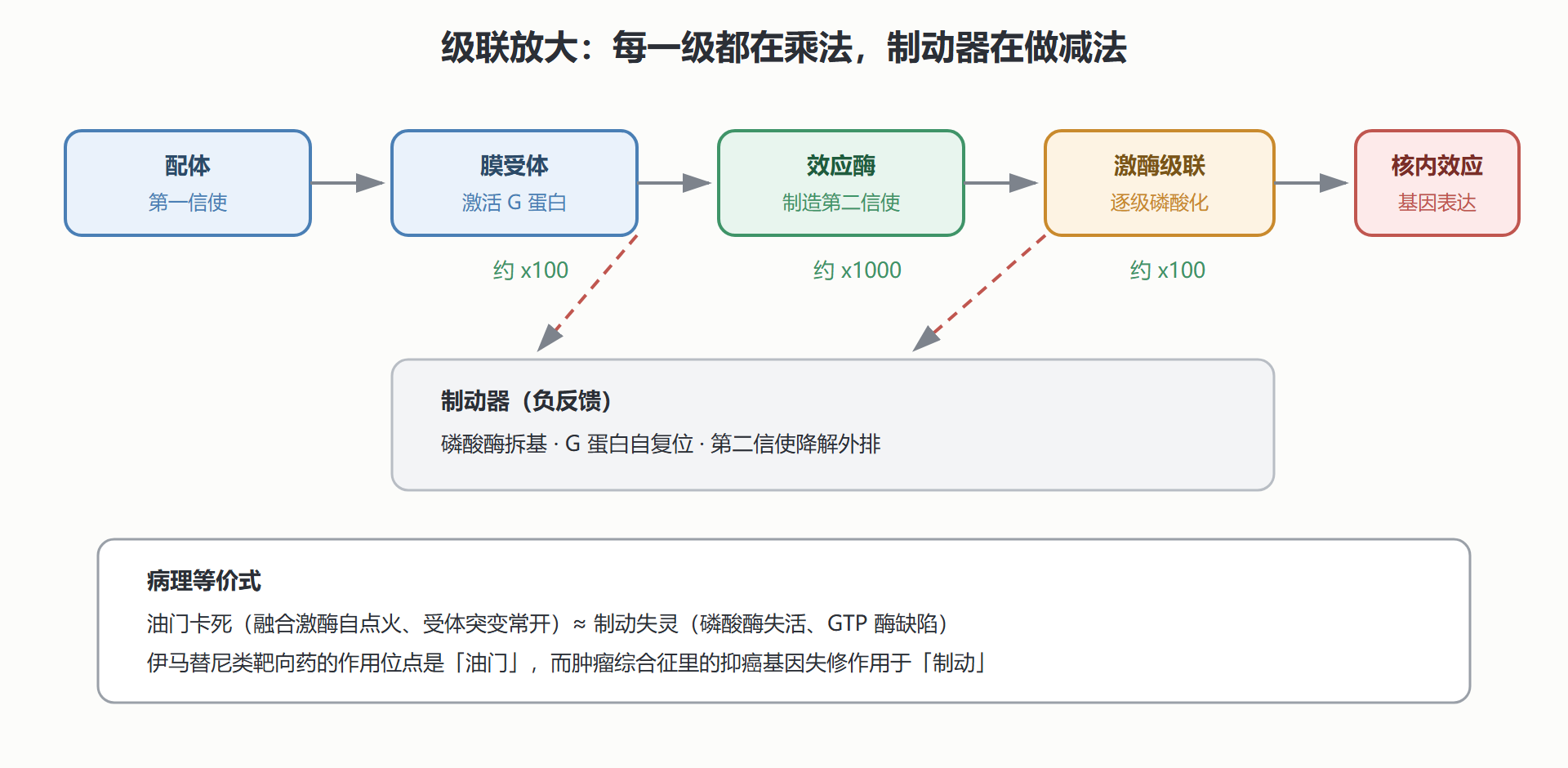图 2-3 信号级联的放大与制动