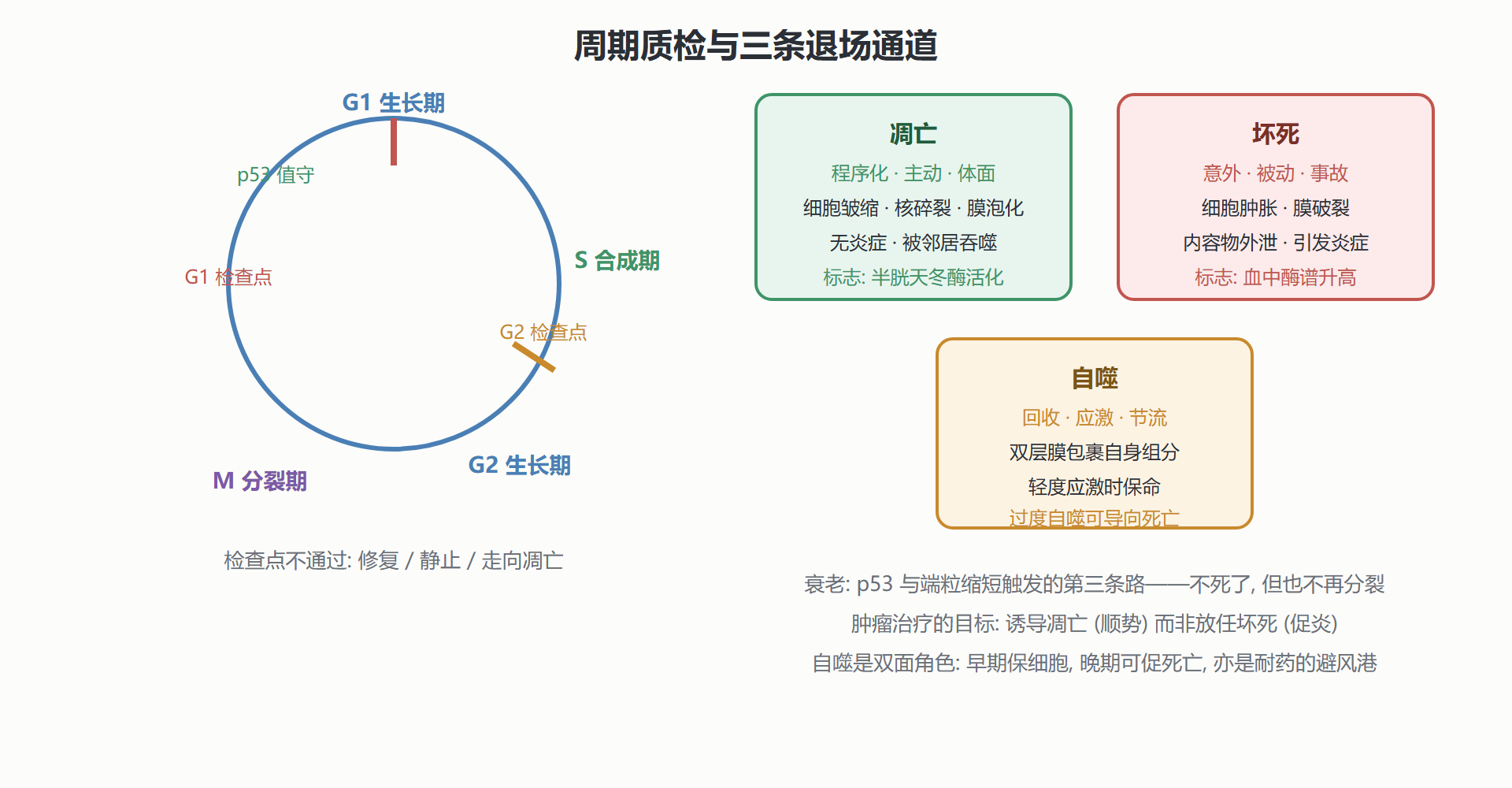 图 2-5 细胞周期、检查点与三种死亡方式