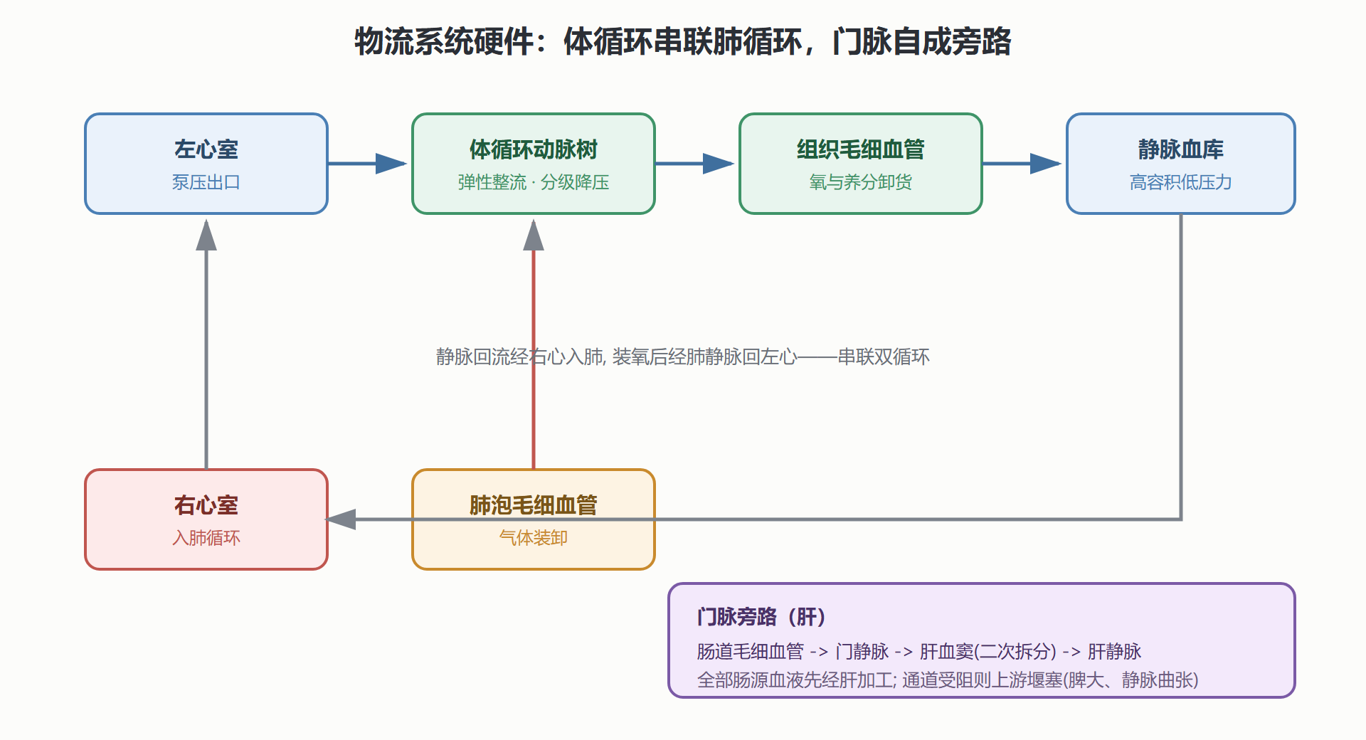 图 3-2 体循环结构与门脉旁路总览