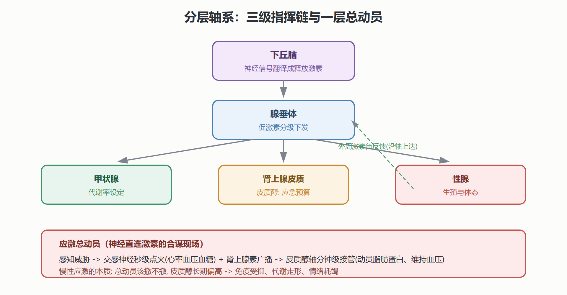 图 3-7 下丘脑-垂体-靶腺分层调度与应激总动员
