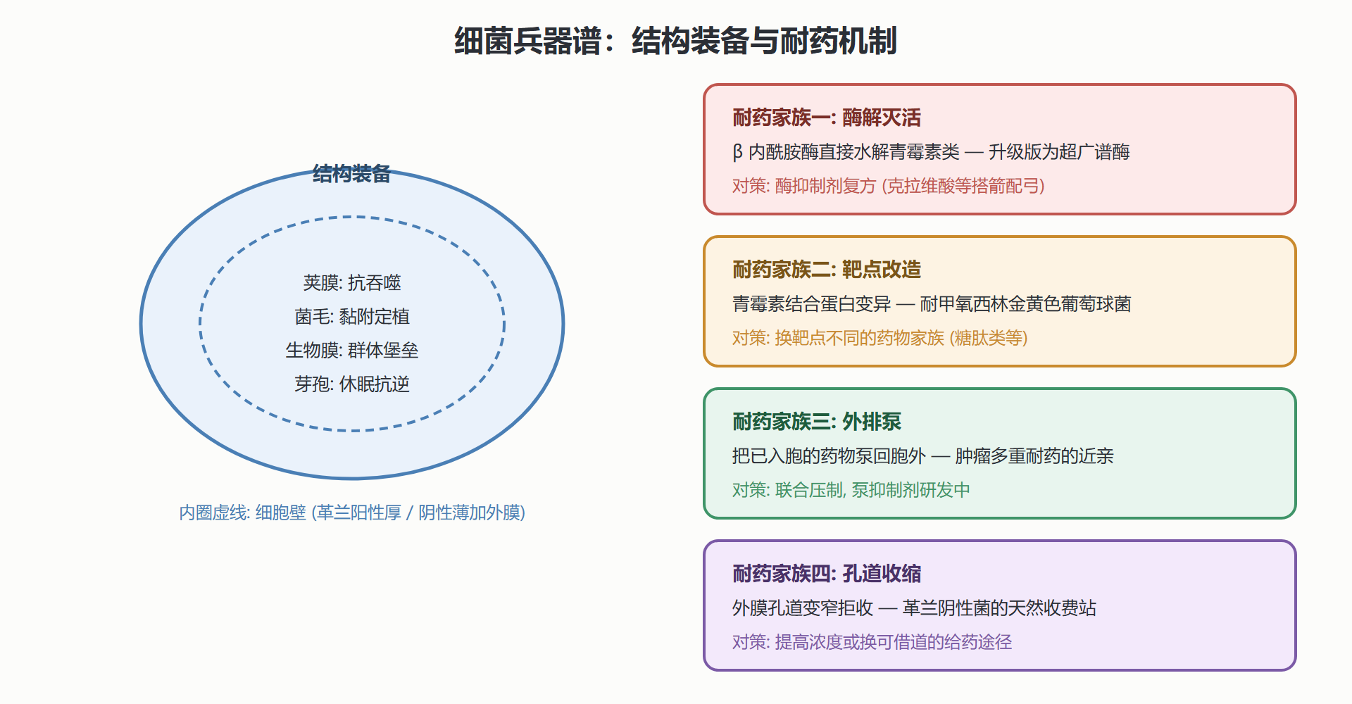 图 4-1 细菌的结构装备与四大家族耐药机制